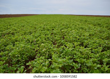 5,242 Alfalfa field Images, Stock Photos & Vectors | Shutterstock