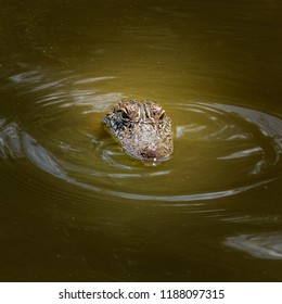 A Young Alligator In The Atchafalaya Swamp, Mississippi