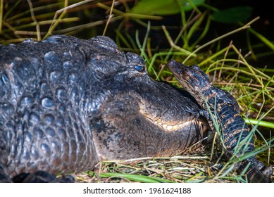 Young Alligator Going Over The Head Of His Mother