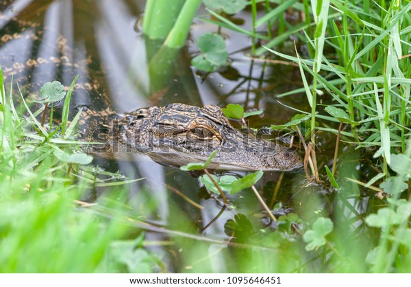 Young Alligator Head Sticking Out Water Stock Photo 1095646451 ...