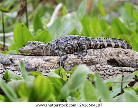 Young Alligator Laying Down on a Log