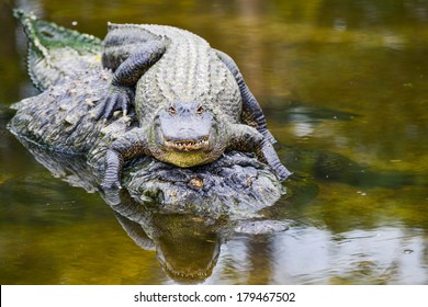 Young Alligator And Mother