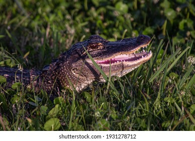 A Young Alligator Opening Its Mouth To Show A Toothy Grin