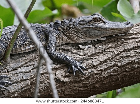 Young Alligator Resting on a Log