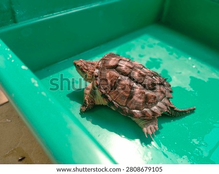A young alligator snapping turtle with a spiked spiky shell inside a green plastic container under sunlight