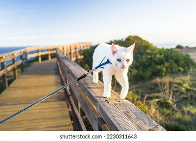 young all-white cat on a walk in a tourist spot. A cat in a harness and on a leash walks, sits, lies. Traveling with a cat - Shutterstock ID 2230311643