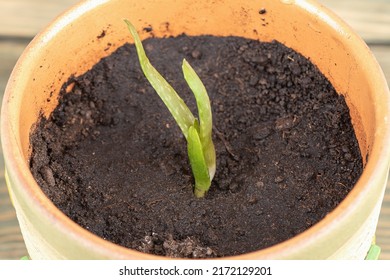 Young Aloe Leaves In Moist Soil In A Flower Pot.