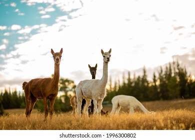 Young alpacas on a field during the golden hour.