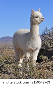 Young Alpacca in the arid Karoo region 