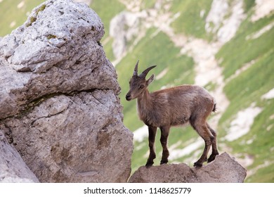 Young alpine ibex (Capra ibex) puppy on the Rock in the Mountains 