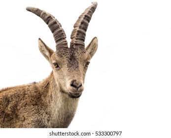 Young Alpine Ibex Male Portrait Isolated Stock Photo (Edit Now) 533300836