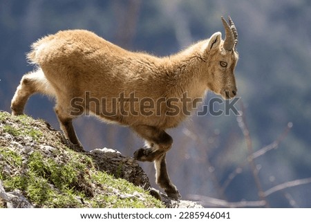 Young Alpine ibex in the South Vercors, France