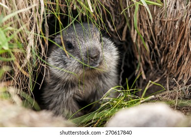 Young Alpine Marmot In His Burrow