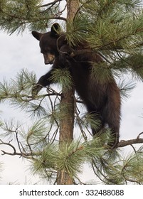 Young American Black Bear, climbing an evergreen tree