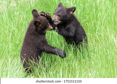 Young American Black Bear fighting in the meadow