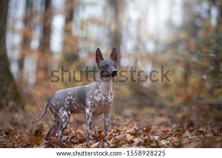 young American hairless terrier dog and autumn