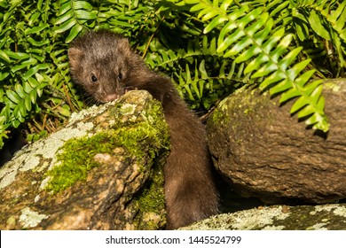 Young American Mink (Neovison Vison)