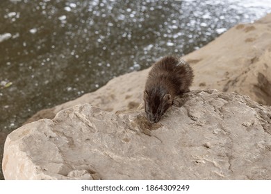 Young American Mink On The Bank River