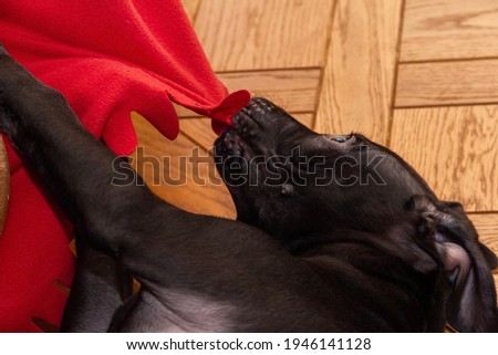 A young American pit bull terrier puppy pulls and nibbles on a red fleece blanket while lying on the floor. Puppy games at home