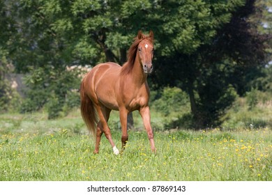 Young American Quarter Horse Running