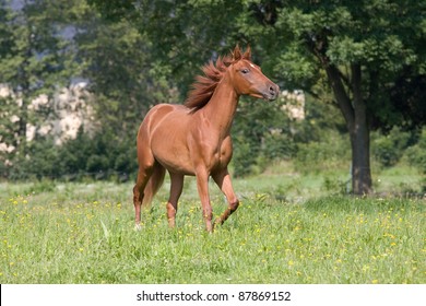 Young American Quarter Horse Running