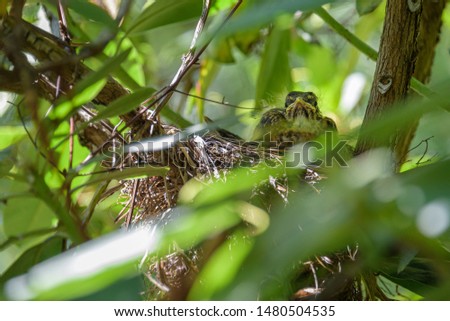 Foto Bild Two Blackbird chicks in a hidden nest