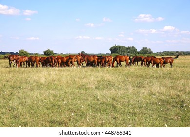 Young Anglo Arabian Foals And Mares Grazing Peaceful Together At Typical Hungarian Countryside Puszta Summertime