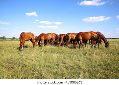 Young Anglo Arabian Mares And Foals Grazing On The Meadow Summertime 

