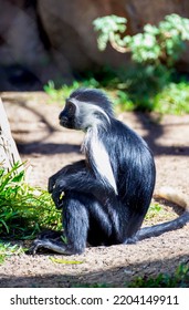 Young Angola Colobus Monkey Sitting