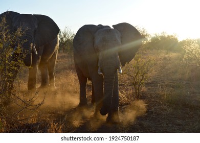 Young Angry Elephant Stomps The Ground And Dust Rices