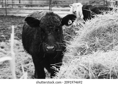 Young Angus Cow Eating Hay Closeup During Farm Winter.