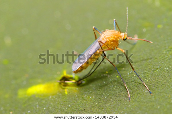 Young Anopheles mosquito drying wings\
on swamp surface. Dangerous pest, vehicle of zika, dengue,\
chikungunya, malaria and other infections.  Insect closeup.\

