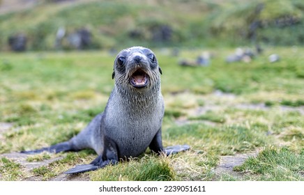 Young Antarctic fur seal baby (Arctocephalus gazella) in South Georgia in its natural environment	
