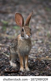 Young antelope jackrabbit sits looking at the camera in low angle face first close up image.