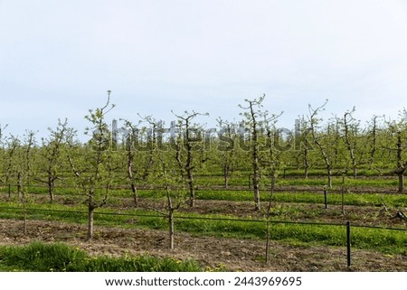 young apple orchard in spring, young apple trees in the orchard with the first foliage in spring