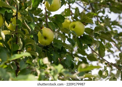 Young Apple Tree Branch Background