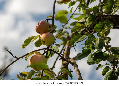 Young Apple Tree Branch Background