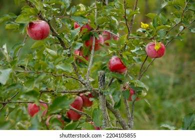 Young Apple Tree With Fruits In Autumn