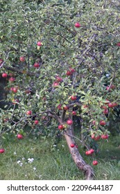 Young Apple Tree With Fruits In Autumn