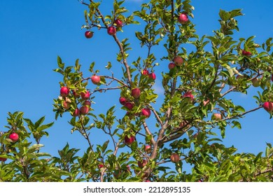 A Young Apple Tree Full Of Red Apples