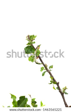 Buds sprout from the branch