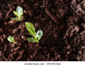 Apple Seed Seedling Stock Photos Images Photography Shutterstock