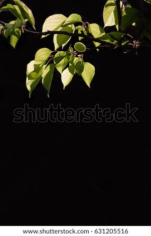 Similar – Image, Stock Photo red wine Summer