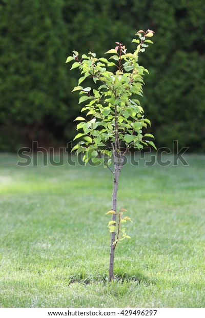 Young Apricot Tree Growing Garden Stock Photo Edit Now 429496297