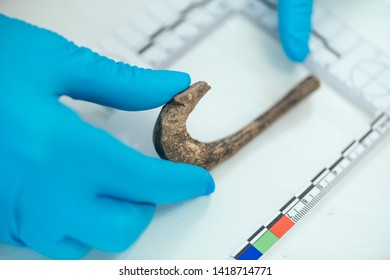 Young Archaeologist Measuring Ancient Hook With Straightedge In Archeology Lab.