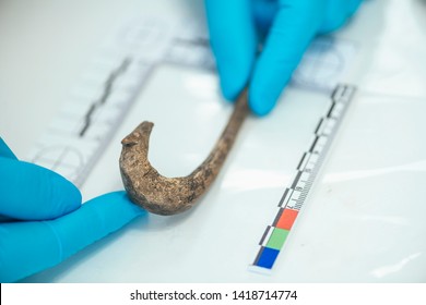 Young Archaeologist Measuring Ancient Hook With Straightedge In Archeology Lab.