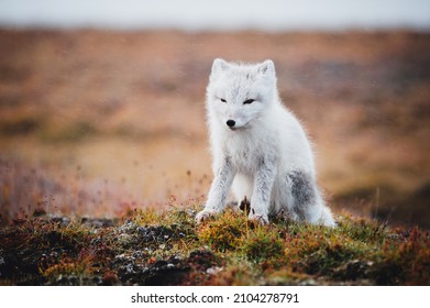 Young Arctic Fox And The First Snow In Tundra. New Siberia Island