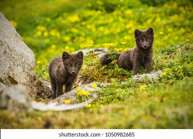 Young Arctic Fox Puppies Hornstrandir Iceland Stock Photo (Edit Now