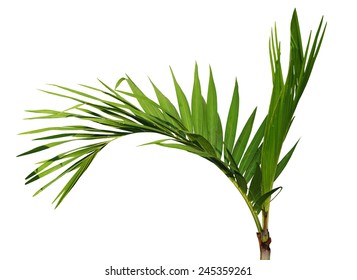 Young Areca Catechu Palm Tree Isolated On White Background