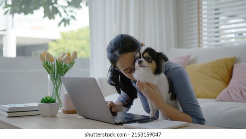 Young asia single woman remote work at home office sofa couch workspace hug kiss cute little chihuahua dog. Pet as child millennial lifestyle. Small animal puppy stress relief therapy for workforce.